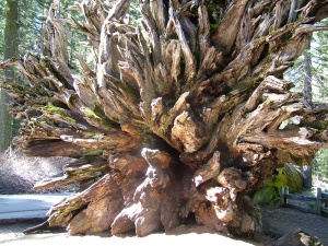 Yosemite - Artistic Tree Roots